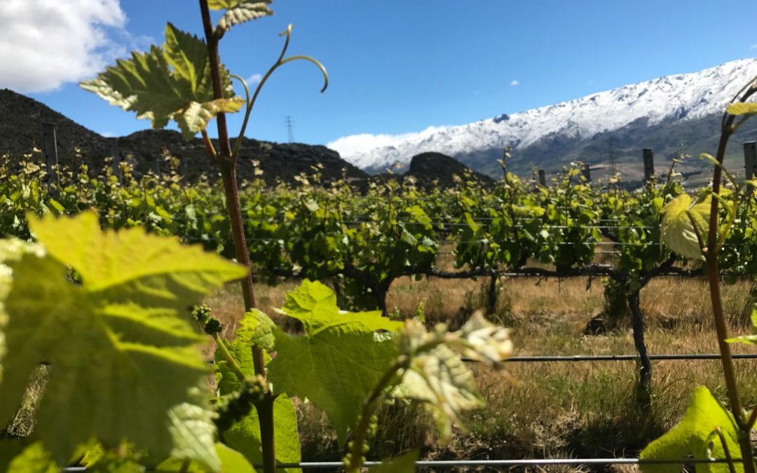 Winemaker Paul Pujol: Prophet’s Rock – NZ Wine Podcast 29